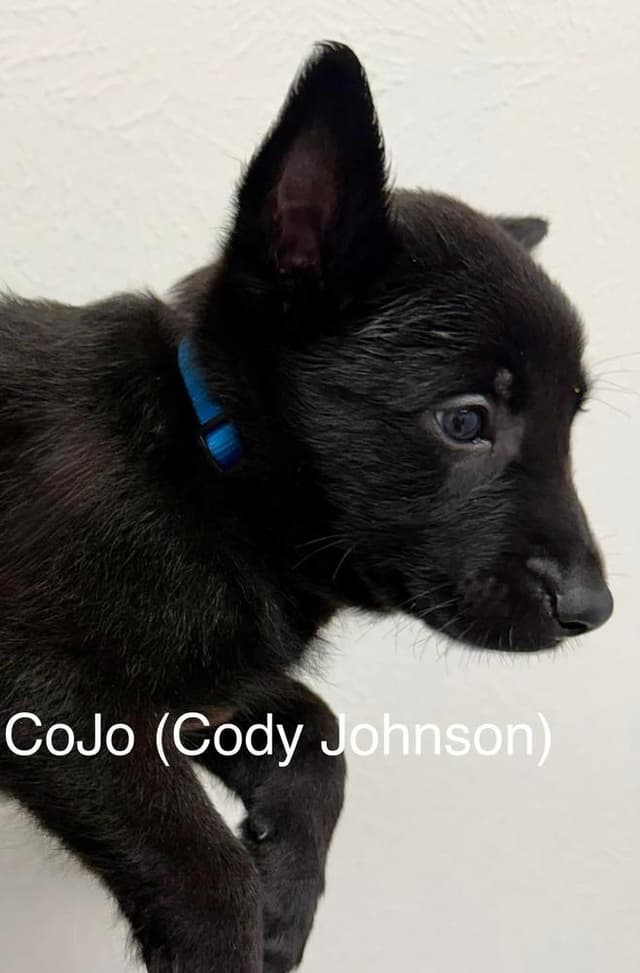 Texas Legends Litter- CoJo (Blue Collar) media 4