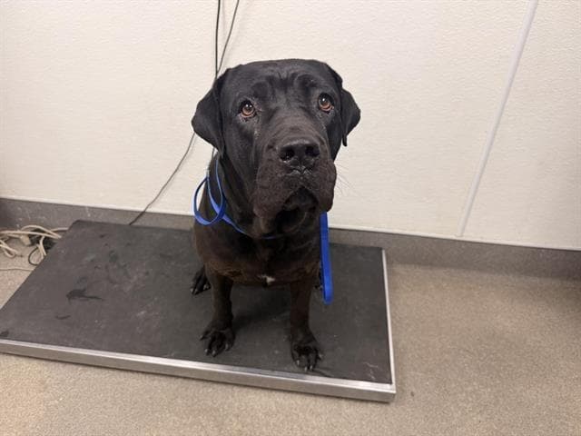 Maricella - (Courtesy Post) Adopt Me! media 4