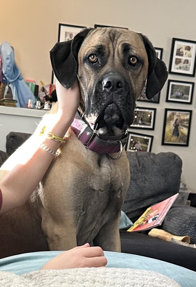 Lola media 2