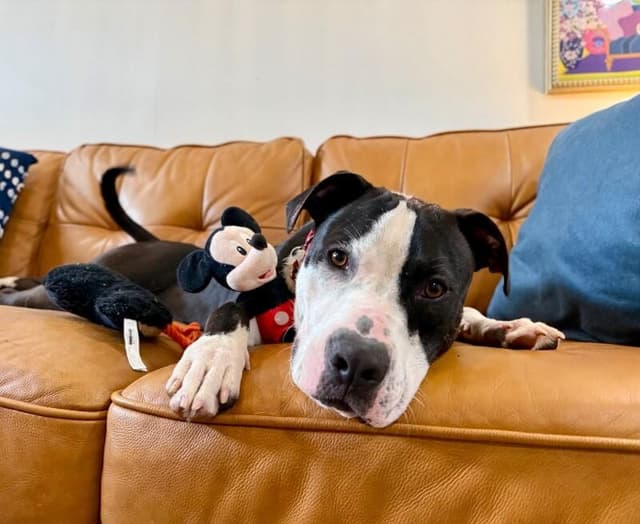 Gizmo Kissy The Sweetest Happy Boy media 3