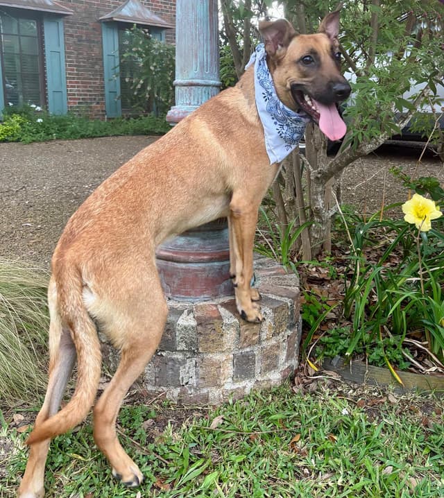 WENDALL - GORGEOUS BOY media 5