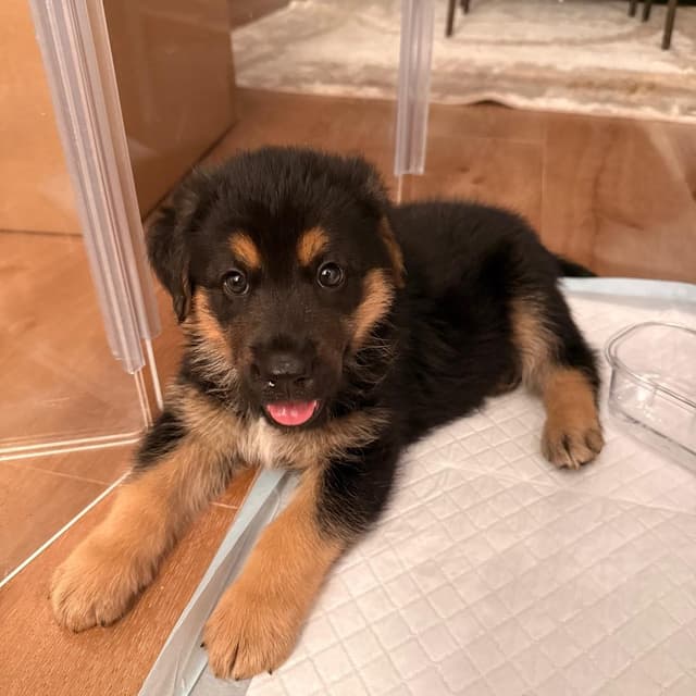 Cammie pup- Robbie media 4
