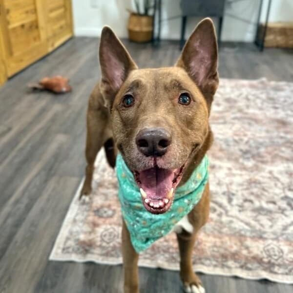 Layla the Dog Lovin Doll media 2