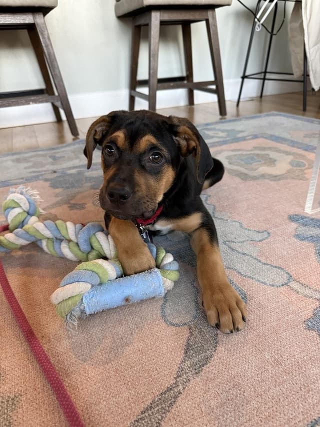 Pup Gumdrop media 2