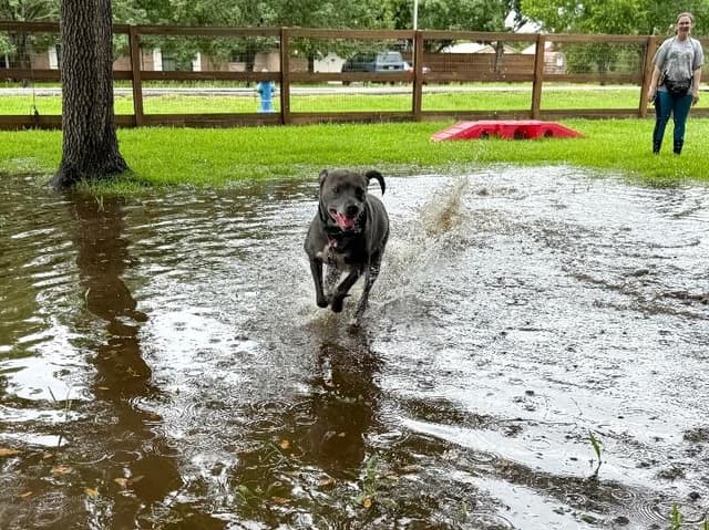 Rocky Water Baby Loves Sticks media 2