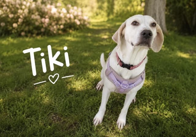 Tiki media 2