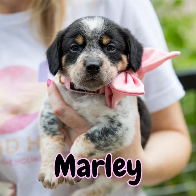 Marley media 6