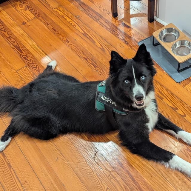 Callie Nyx media 6