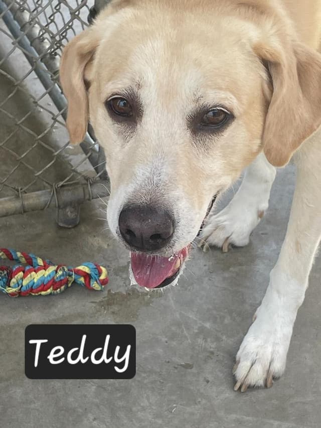Teddy media 4