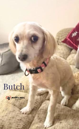 Butch - Adoption Pending media 2