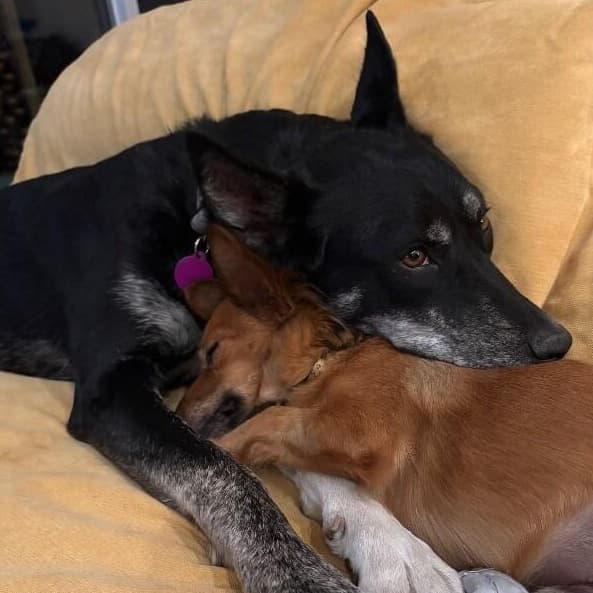 Trixie Snuggles media 5