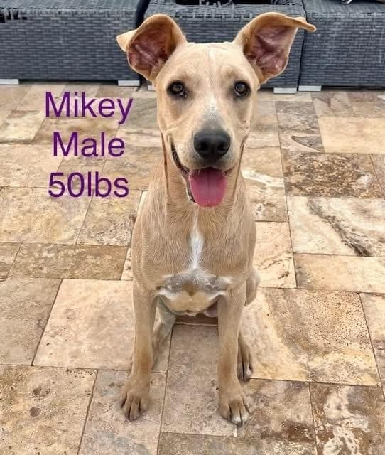 Mike media 2