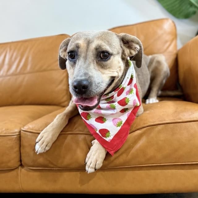 Sandy Sweet Babygirl media 4