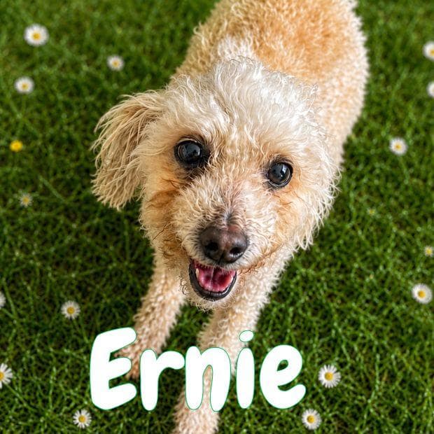 Ernie media 4