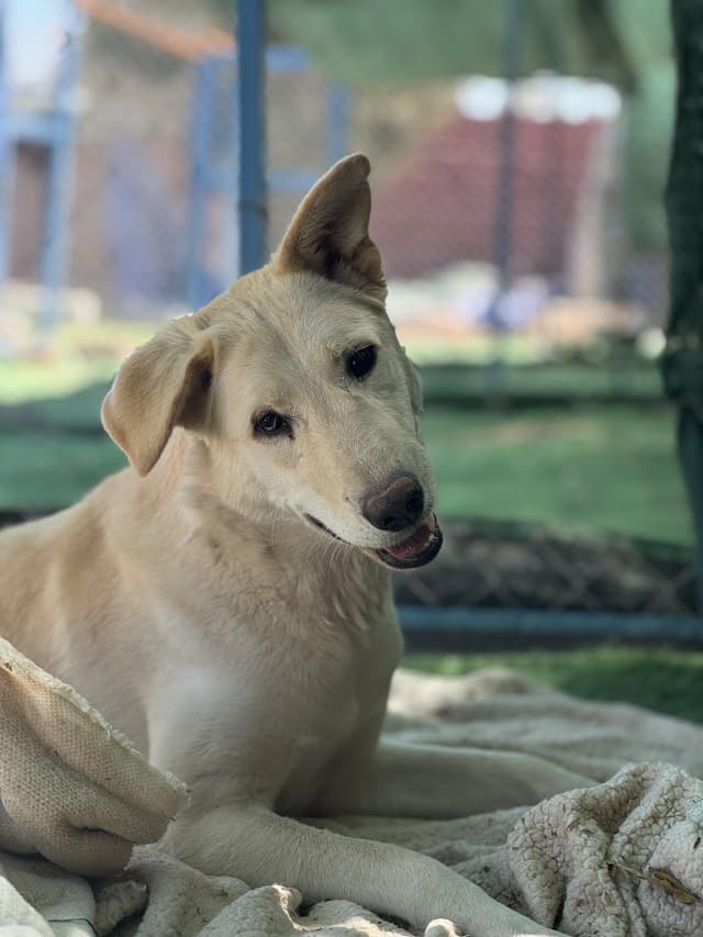 Naya, The Kindest Pup media 2
