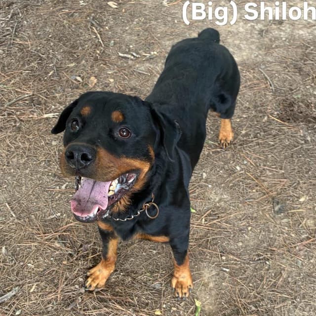 (Big) Shiloh media 2