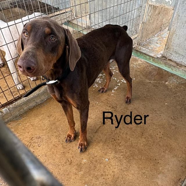 Ryder media 6