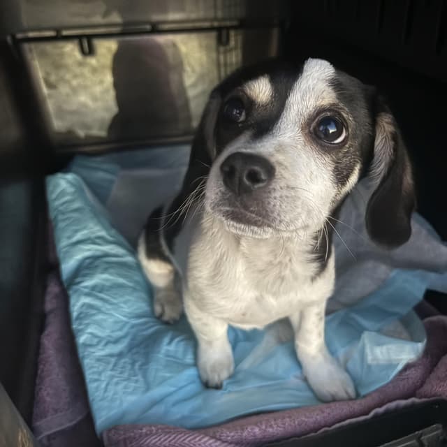 scooter -- available for adoption media 4