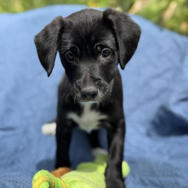Cheers Pup - Norm - Adopted! media 3