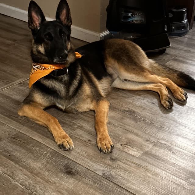 Titan (Benefactor Dog) media 6