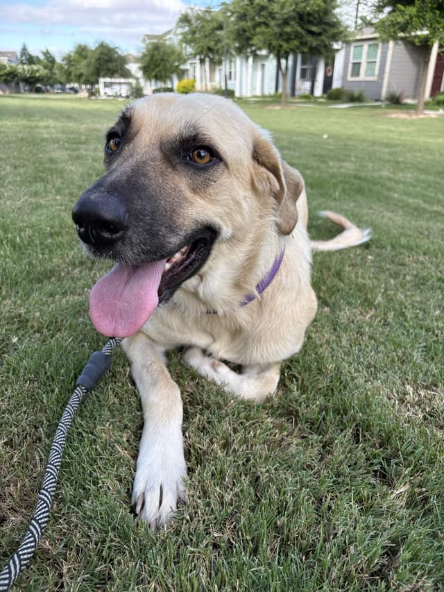 Marmalade aka Lady media 2