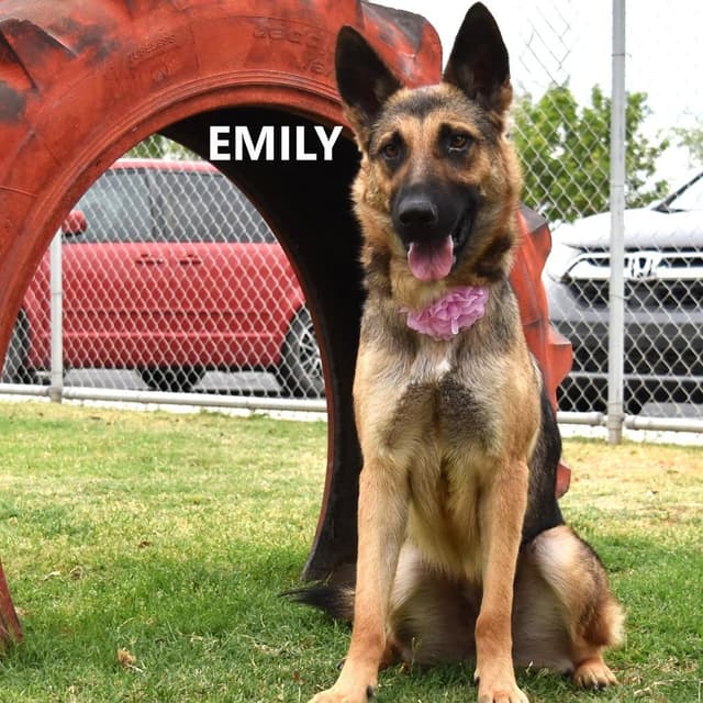 Emily media 5