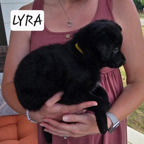 Lyra media 3