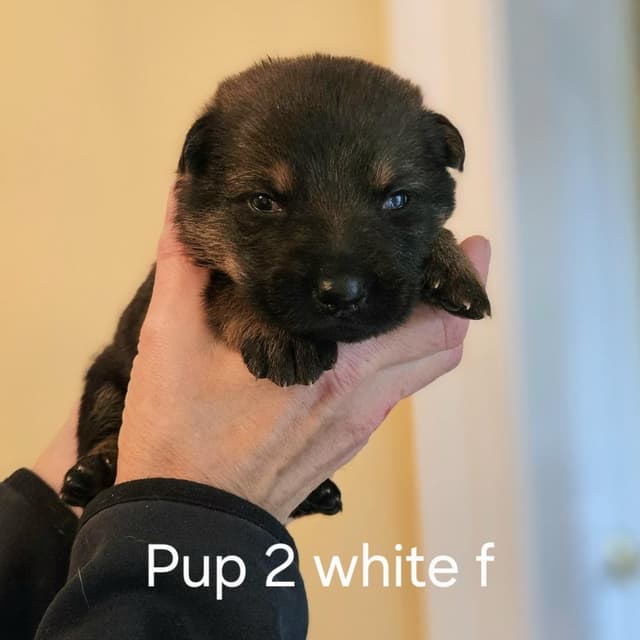 Lilly Pup 2 - Heike media 3