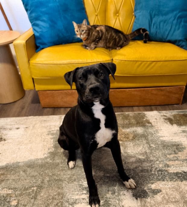 Baker Buddy the Bestest Boy media 3