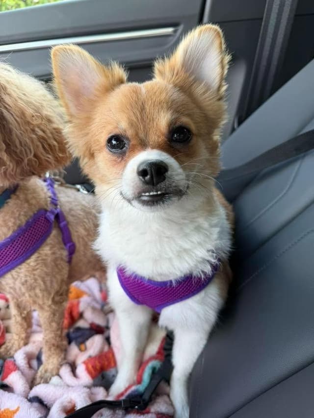 Gizmo $500 media 3