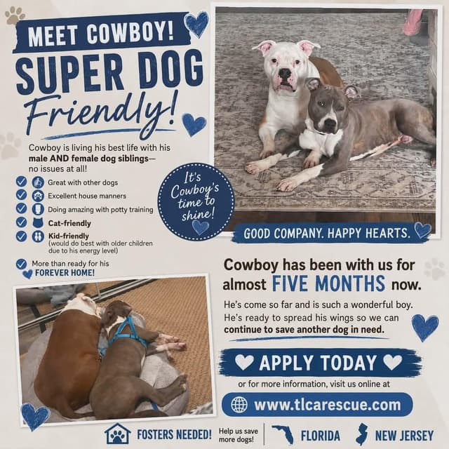 Cowboy media 3