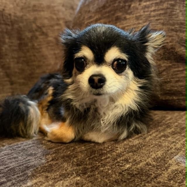 BELLA is only 5.5 pounds media 2