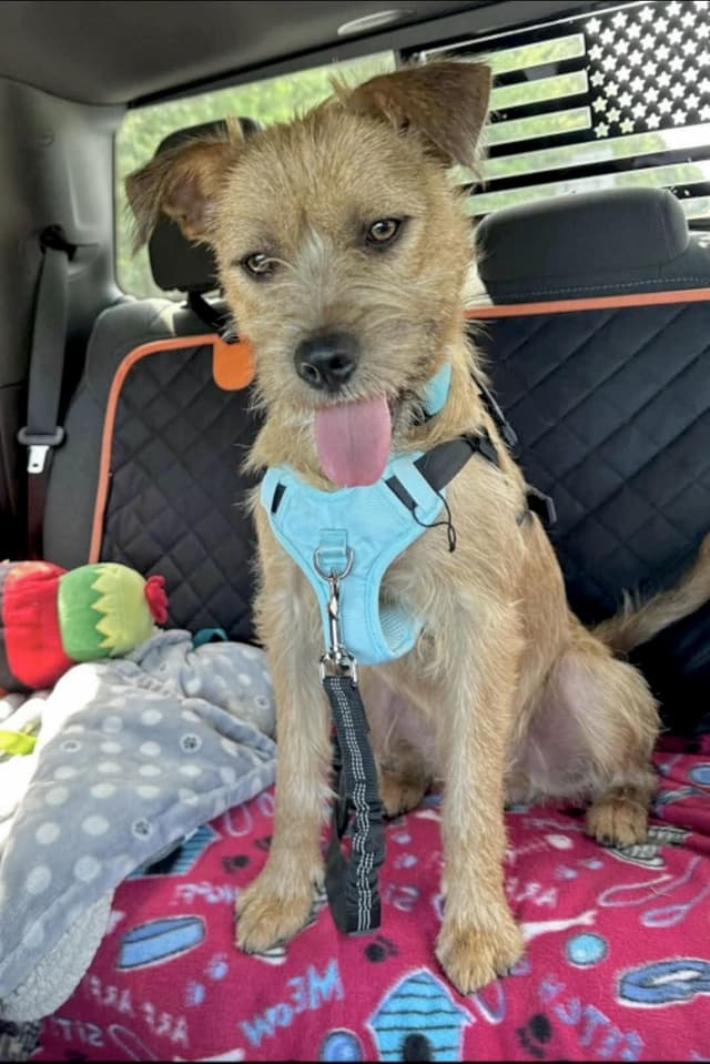 Graham - Foster or foster to adopt needed media 2