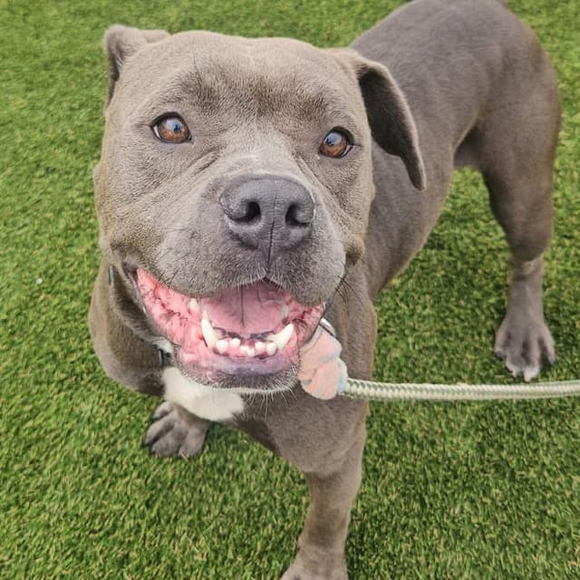 Georgie media 5