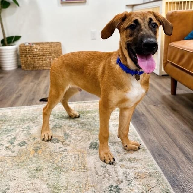 Atlas Moose the Floppy Eared Goober media 3