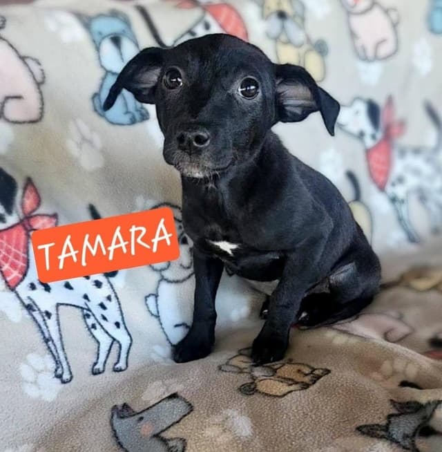 Tamara media 5
