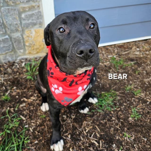 Bear media 2