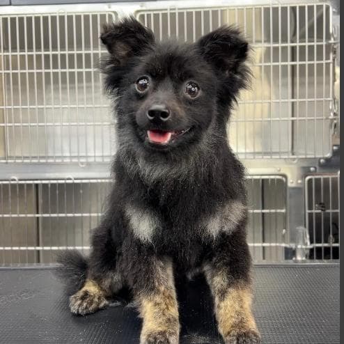 Arlo A2280264 media 3