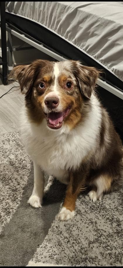 Light media 3