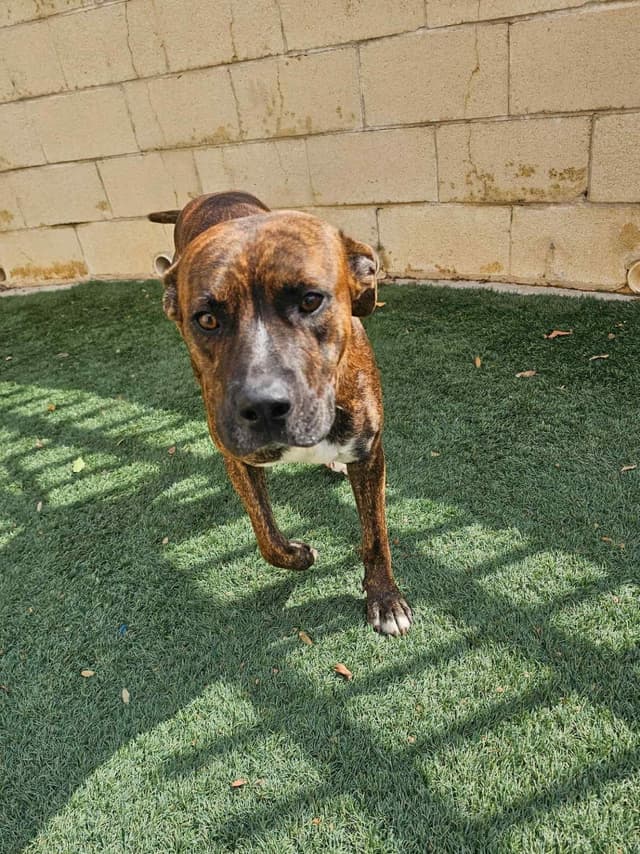 Sheldon-$75 Adoption Fee! Diamond Dog! media 2