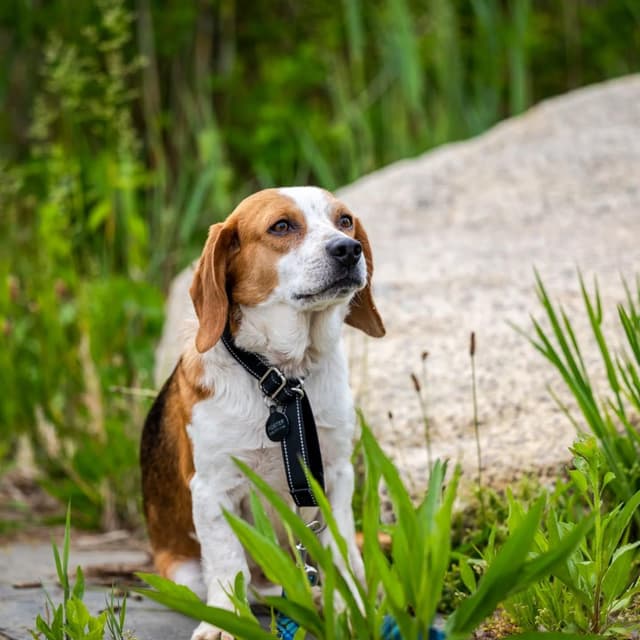 Robbie (shy beagle boy) media 3