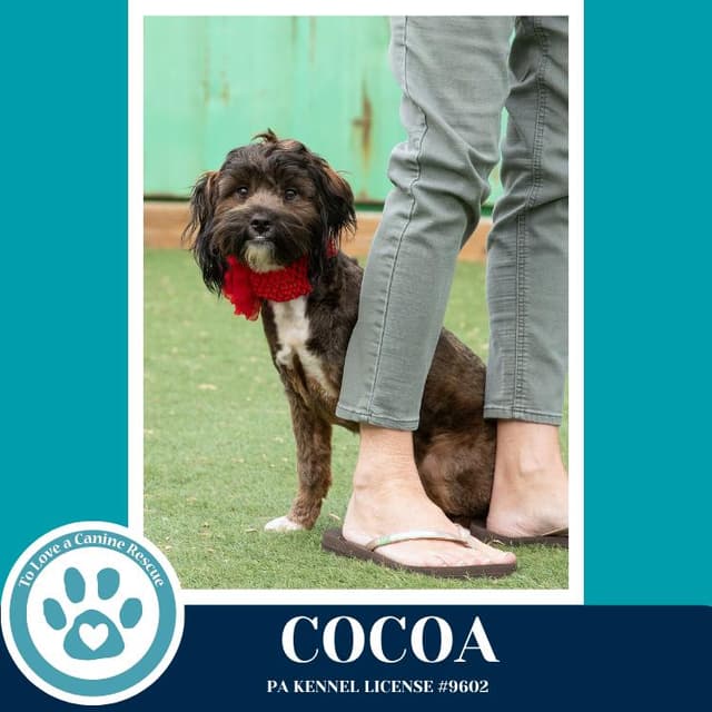 Cocoa (Beethoven's Classics) 032826 media 6