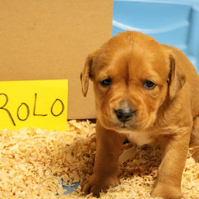 Rolo media 2