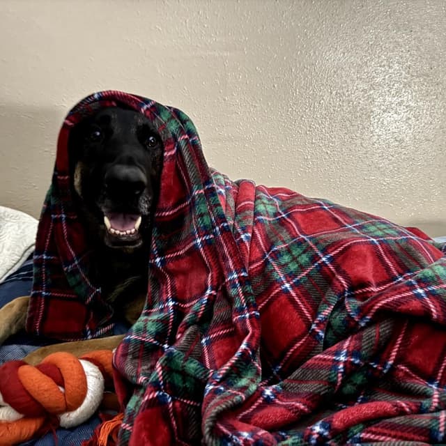 Titan (Benefactor Dog) media 2