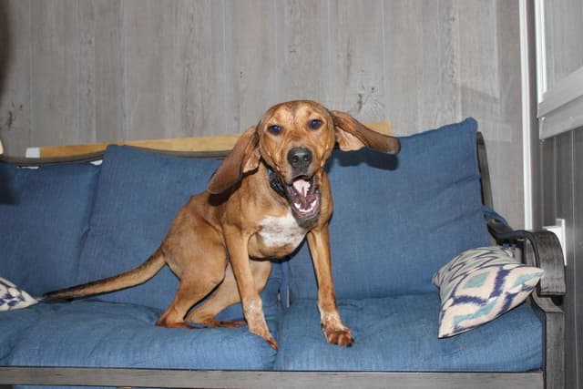 Annie Oakley - Longest Canine Resident media 5