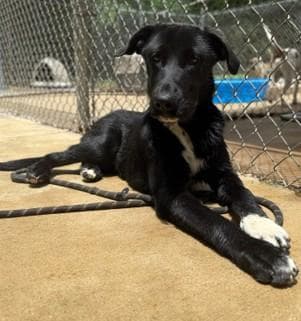 Juno - Available in Foster media 2