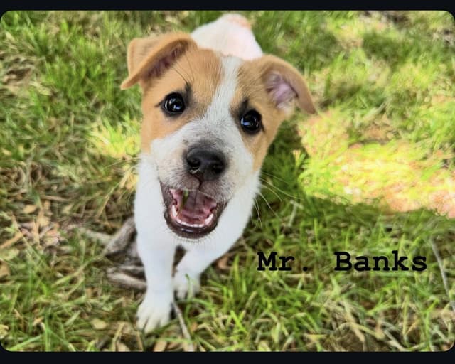Mr. Banks media 2