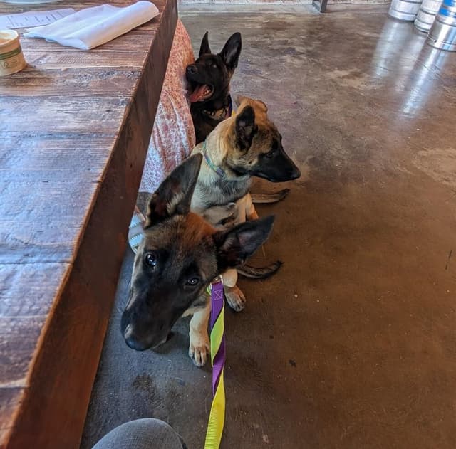 Lodi Litter Tahoe - Located in CA (male deep blue collar) media 5