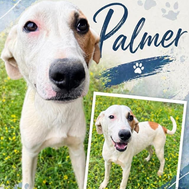 Palmer media 2