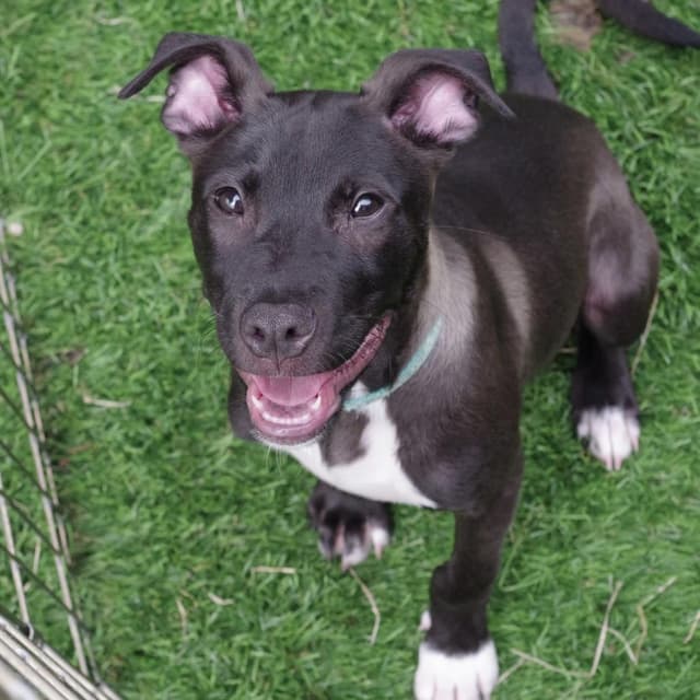 Puppy Nigel media 3